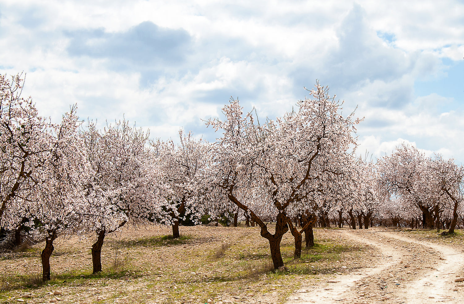 almendros en flor en plena primavera la serranía en la yesa