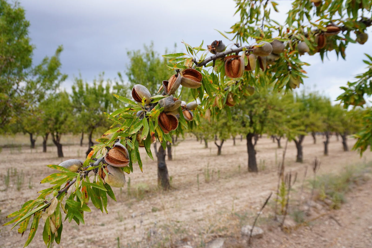 Bienvenidos al Diario del Almendro: la historia de nuestra familia y el origen de Sabores La Yesa