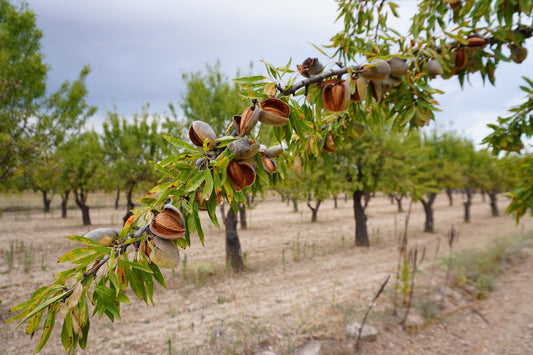 Bienvenidos al Diario del Almendro: la historia de nuestra familia y el origen de Sabores La Yesa
